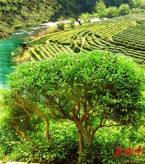保靖黄金茶入选第四批国家级特色农产品优势区 - 湘西 - 新湖南