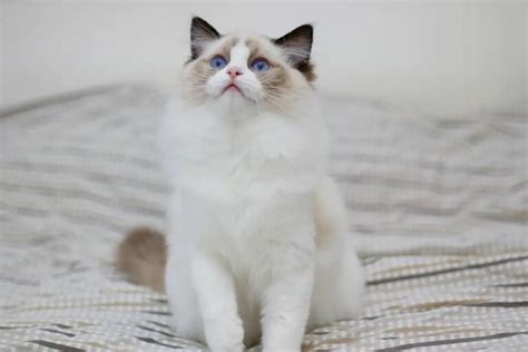 布偶猫品种介绍与图解,87万的布偶猫,布偶猫种类品种_大山谷图库