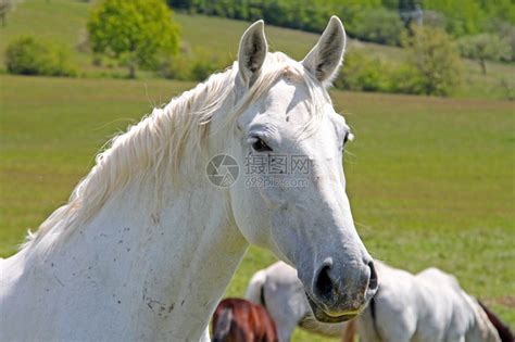 一匹白马正盯着镜头高清图片下载-正版图片503274733-摄图网