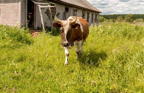 一只牛在旧摊位附高清图片下载-正版图片504284112-摄图网