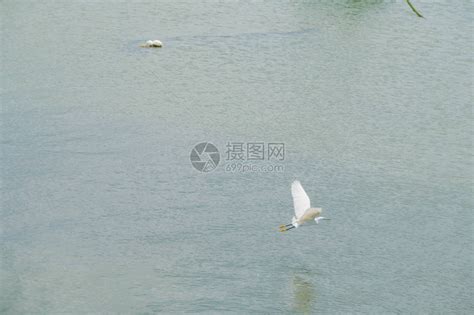 立在水面上的白鹭高清图片下载-正版图片600707025-摄图网