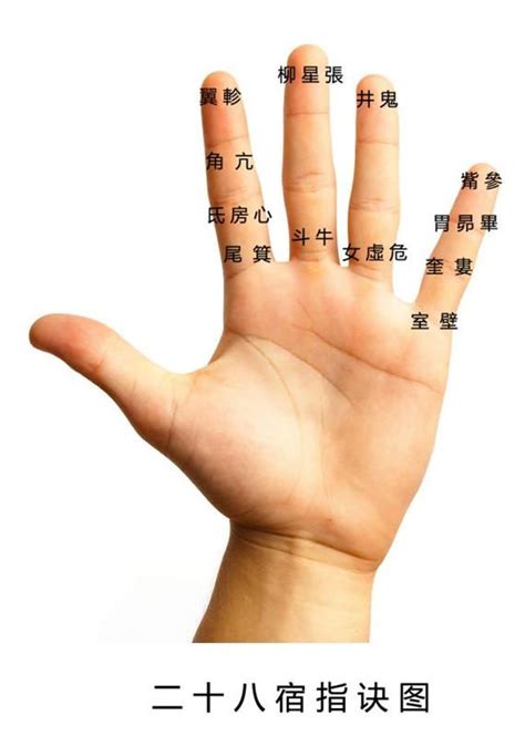 手指的名称（一只手的部位名称图片） – 碳资讯