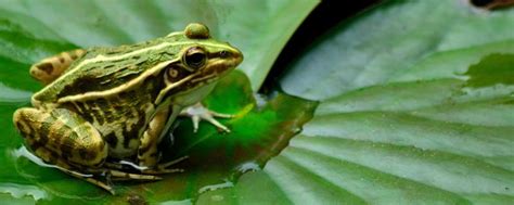 青蛙生命周期阶段现实与成动物受精卵果冻质量蝌蚪青蛙矢量插图插画图片下载-正版图片300897906-摄图网