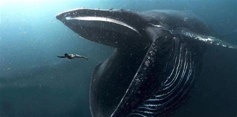 十大巨型海洋生物 大王乌贼上榜，第一体重可达181吨_排行榜123网