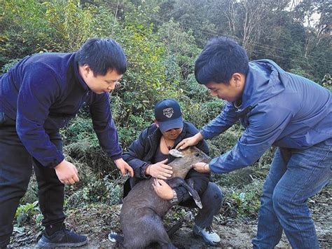 群众发现受伤野生动物 救助站尽力救助无大碍