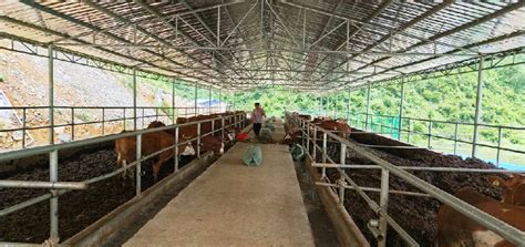 巴马弄林村：发展肉牛养殖村集体经济“牛”起来_县域经济网