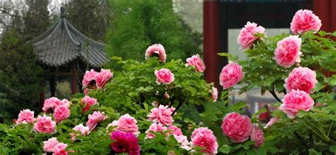 中国的牡丹花之都在哪里？是长安、洛阳、菏泽…… - 知乎