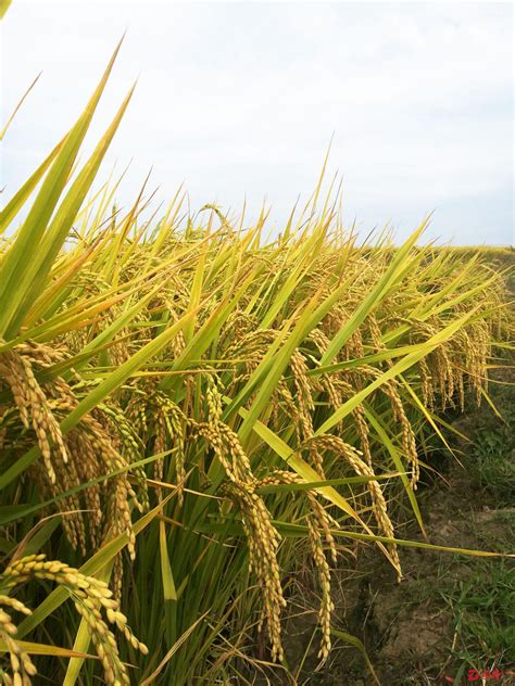 杂交水稻作物管理高清图片下载-正版图片600007868-摄图网
