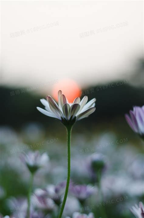非主流花草头像