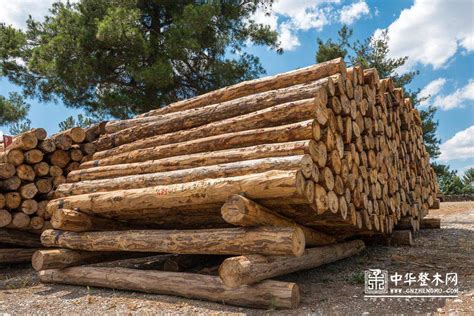 2018年中国木材销售收入趋于平稳，木材生产逐渐恢复[图]_智研咨询