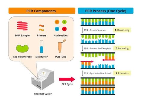 新型冠状病毒核酸检测与PCR技术普及-PCR仪器网