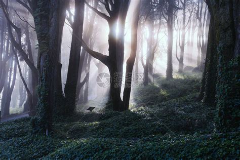 春之雾的清晨阳光照耀着阴暗的森林高清图片下载-正版图片306132806-摄图网