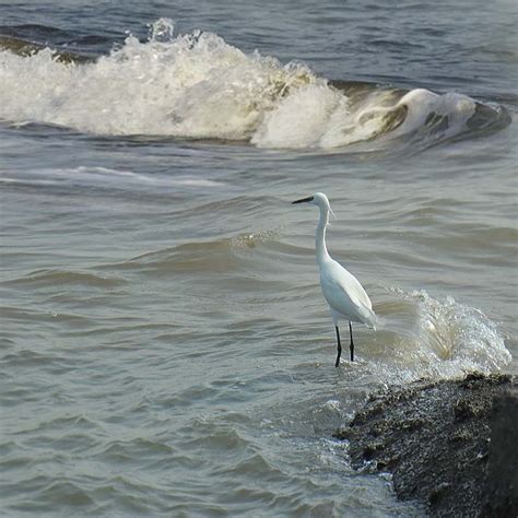 广西钦州：海边红树林 白鹭栖息地