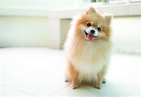 5 Spesies Anjing dengan Ukuran Kaki Pendek