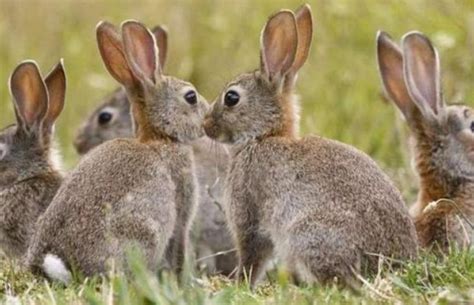 兔子为什么不吃窝边草？看看这一窝兔子，你就会明白了|旅游|小姐姐|性感美女_新浪新闻