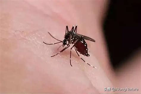 蚊子的寿命有多长(什么血型招蚊子)-风水人