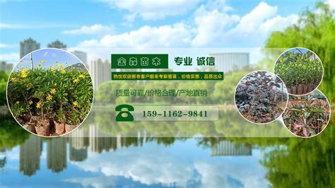 龟甲竹的作用与价值简介-苗木百科-中国花木网