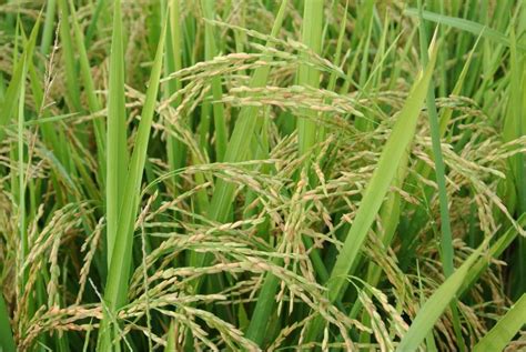 铁杆大穗水稻品种,特高产水稻,水稻矮杆高产品种(第14页)_大山谷图库