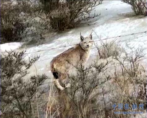 Lynx（国家二级保护动物） - 搜狗百科