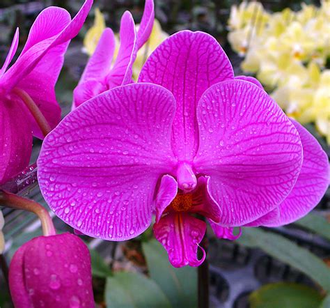 蝴蝶兰紫色白条纹x混合兰花朵绽放高清图片下载-正版图片504216726-摄图网