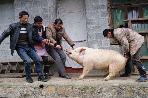 腊月二十六炖猪肉，农村杀年猪的好日子，这4件忌讳之事需要注意-搜狐大视野-搜狐新闻