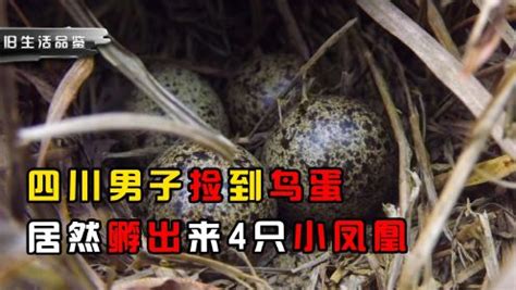 男子从墙洞中捡到三只幼鸟，专家建议把它们放回原处_武汉_新闻中心_长江网_cjn.cn