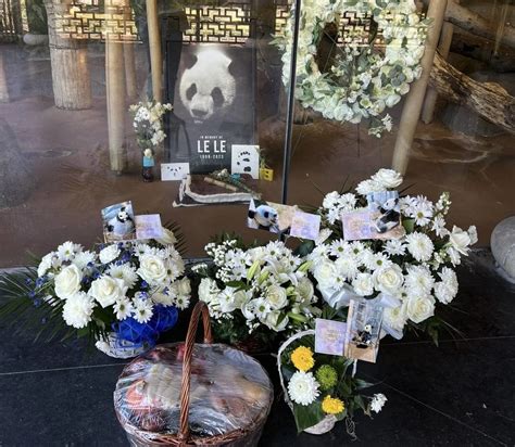 今日回家！大熊猫丫丫结束20年旅美生活归国 完成检疫后将回北京动物园_凤凰网
