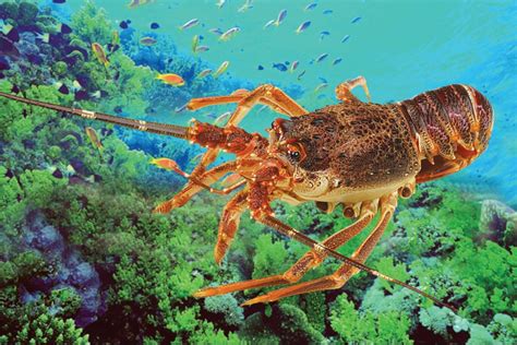 21世纪最重大的物理学发现竟需要动物的“帮助”？龙虾与引力波研究之间不得不说的故事 - 知乎