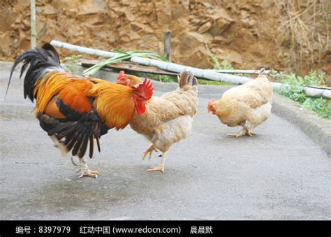 大公鸡和母鸡高清图片下载_红动中国