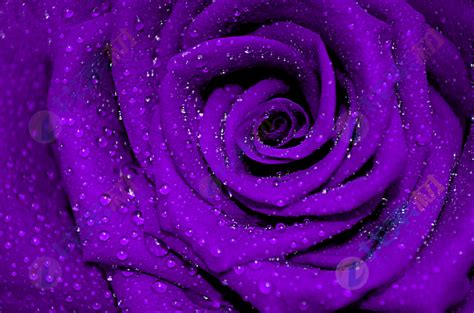 紫色玫瑰花特写背景高清图片下载-找素材