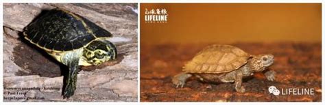 亚洲巨龟（下）：动物园的“千年神龟”，大亚洲的“四大金刚” - 知乎