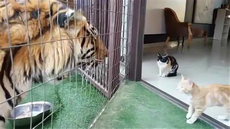 老虎会觉得猫是同类吗 猫和老虎是同一类为什么它们的区别那么大的_知秀网