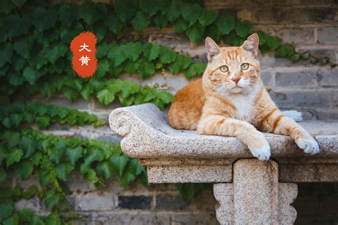 故宫的猫名字大全 故宫的猫在哪里能找到_旅泊网