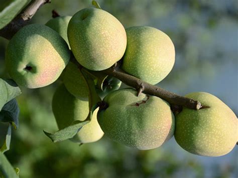 木瓜的营养价值及功效与作用 非常有营养价值_知秀网