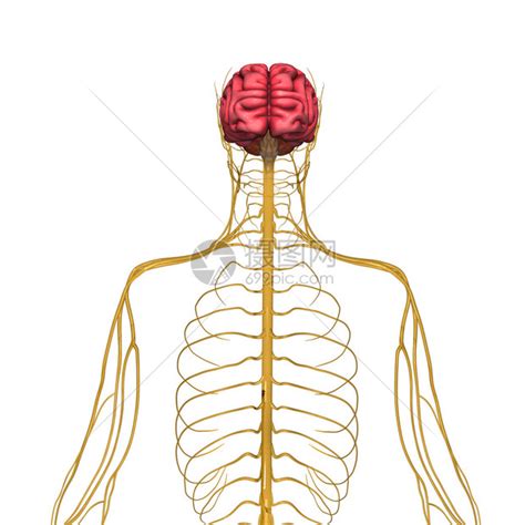 神经紧张系统高清图片下载-正版图片502400443-摄图网