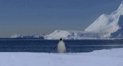 有哪些与企鹅有关的纪录片？ - 知乎