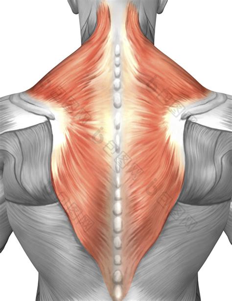 人体背部结构示例插图图片-包图网