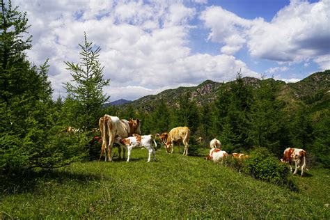 山坡上的两头牛简谱,东边山上有两头牛,两头牛简_大山谷图库