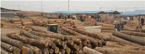 木材进口报关知识之木材分类 -「鹏通供应链」