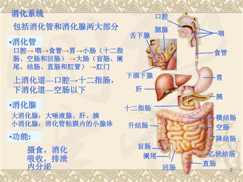 消化系统结构简图图片 消化系统结构简图图片