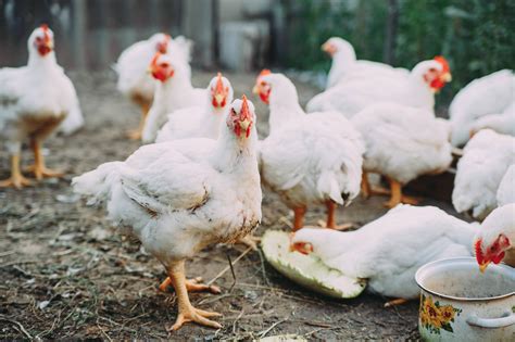 山西家禽业发展概况、面临问题及对策措施 - 行业信息交流/杂谈 鸡病专业网论坛