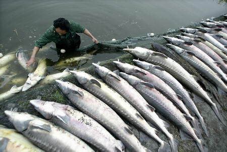 中华鲟、长江鲟、胭脂鱼……5万余尾珍稀濒危水生生物放归长江生态保护自然生态环境保护网