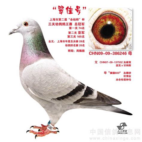 学做信鸽图片-中国信鸽信息网相册
