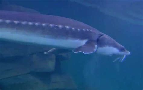 世界上大的淡水鱼种，鲟鱼（体长7.2米重1521斤） - 醉梦生活网