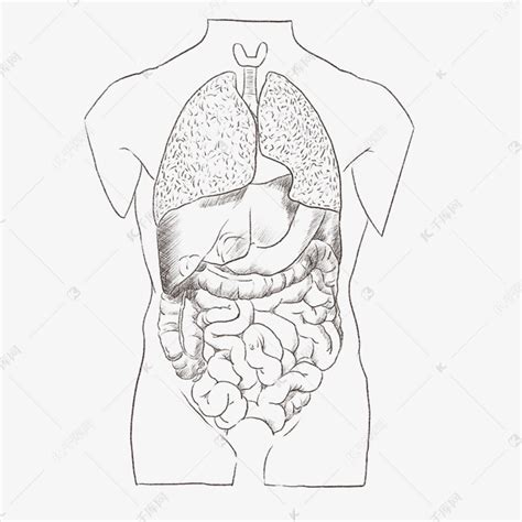 线描人体内脏素材图片免费下载-千库网