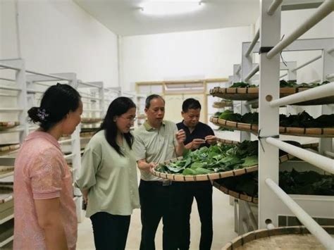 融安县：种桑养蚕工厂化 结出脱贫“致富茧” - 广西县域经济网