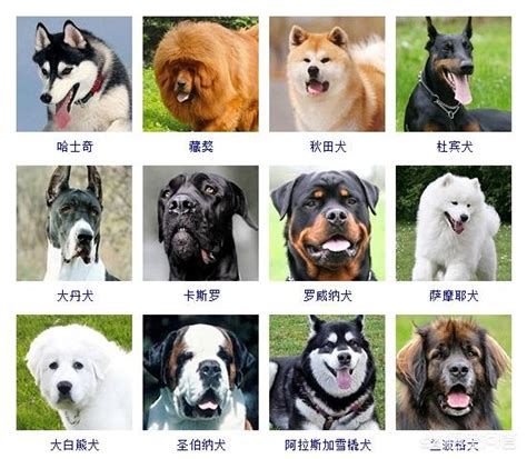 犬的种类宠物犬,宠物犬种类,宠物犬种类大型(第11页)_大山谷图库