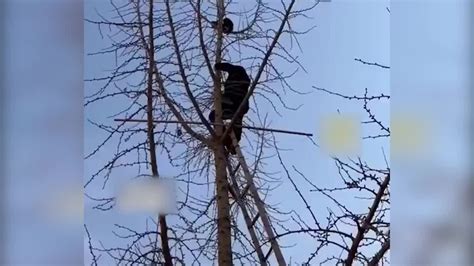 男子爬树救下被困树顶的猫咪_凤凰网视频_凤凰网