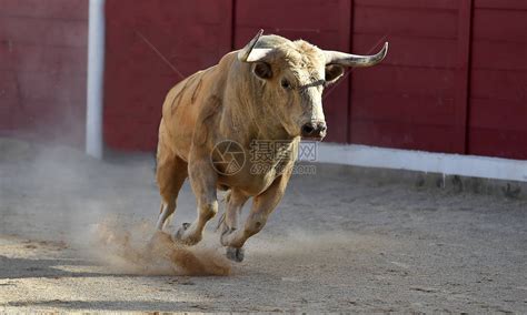 西班牙黑公牛高清图片下载-正版图片505763518-摄图网