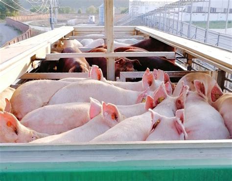 养猪场有必要给猪准备保温设备吗？